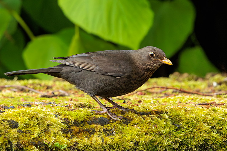  Blackbird Turdus merula stretching